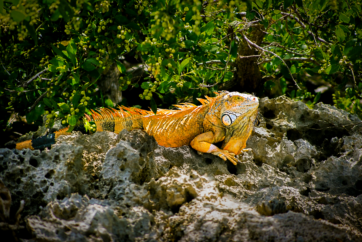 Jamaica-Carribean (10)